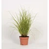 Carex Morrowii Aureovariegata Vaso 10,5 cm
