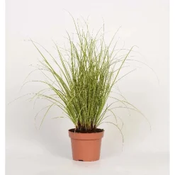 Carex Morrowii Aureovariegata Vaso 10,5 cm