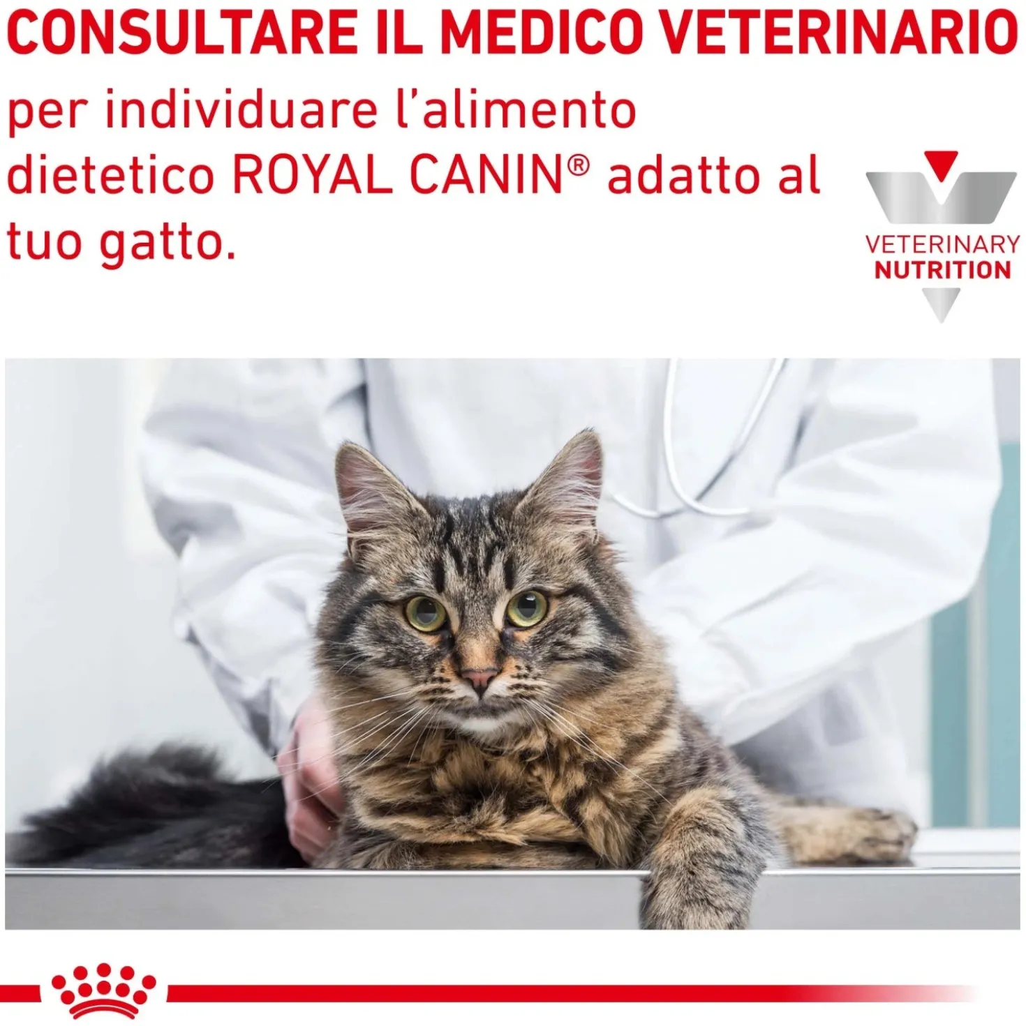 Cibo secco per gatti Royal Canin Hypoallergenic 2,5 kg
