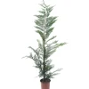 Cipresso Leilandi (d`innesto)