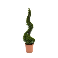 Cipresso Leilandi giallo (d`innesto) spirale 100/120 cm