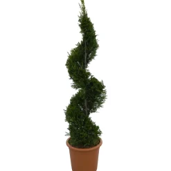 Cipresso Leilandi giallo (d`innesto) spirale 100/120 cm