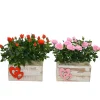 Composizione Rosa Primavera in vaso Bis 22x12 cm