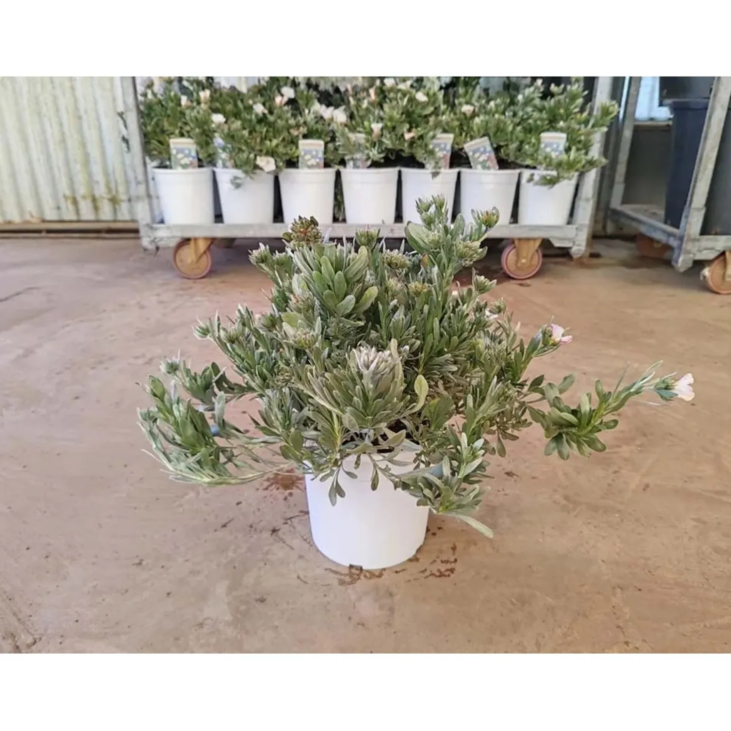 Convolvulus cneorum