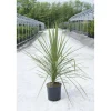 Cordyline australis