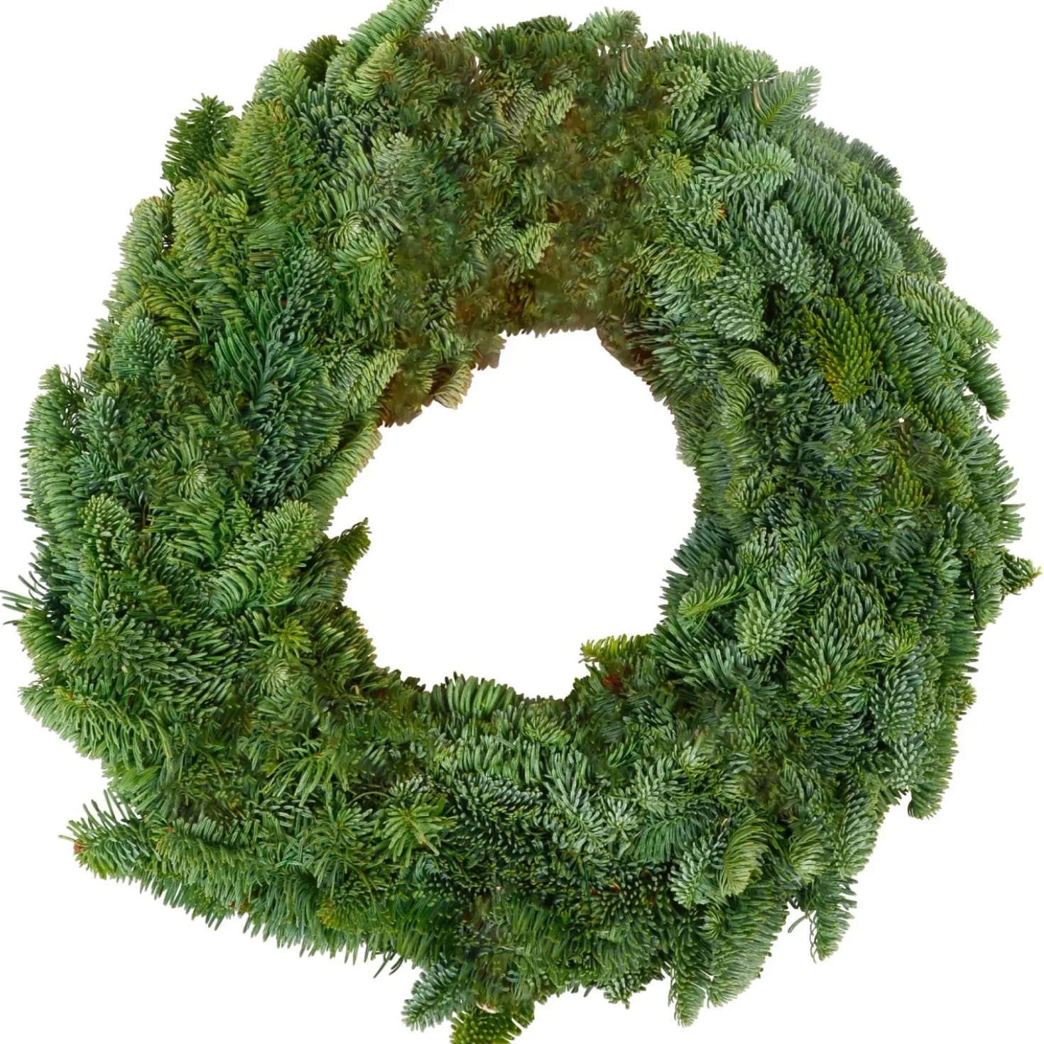 Corona nobilis vaso 50 cm