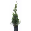 Cupressocyparis leylandii "Castlewellan Gold" cespuglio h cm 150/175