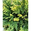 Cupressocyparis leylandii `Castlewellan Gold` - Cipresso leilandi giallo