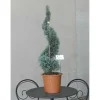 Cupressus arizonica `Fastigiatà - Cipresso blu