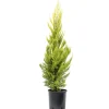 Cupressus macrocarpa "Goldcrest" h cm 80/100