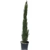 Cupressus sempervirens "Pyramidalis"h cm 150/175