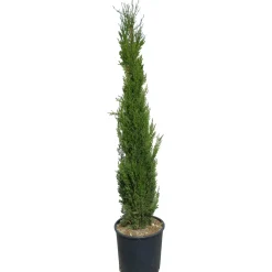 Cupressus sempervirens "Pyramidalis"h cm 150/175