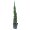 Cupressus sempervirens `Totem`