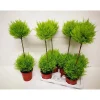 Cupressus Wilma piramide vaso 17 cm