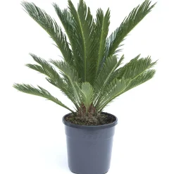 Cycas