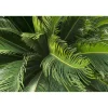 Cycas revoluta h cm 30/40
