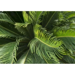 Cycas revoluta h cm 30/40