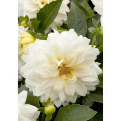 Dahlia uniq xxl in vaso 23 cm