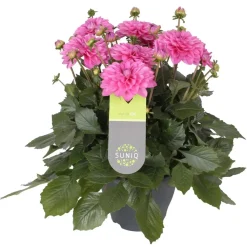 Dahlia uniq xxl in vaso 23 cm