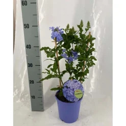 Dendrobium Berry Oda Vaso Ø 12 cm