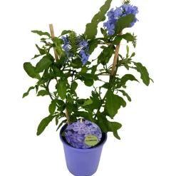 Dendrobium Berry Oda Vaso Ø 12 cm