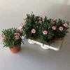 Dianthus Double Licious mix vaso 15 cm