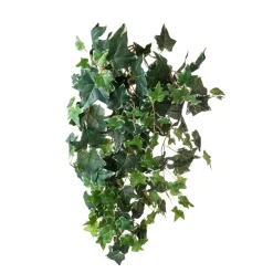 Edera varigeata 78 cm