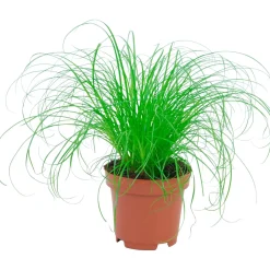 Erba cyperus zumula "erba gatta" Ø 12 cm