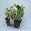 Euonymus Emerald Gaiety Vaso 9 cm