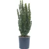 Euonymus (Evonimo) japonicus benkomasaki erecta vaso lt 3