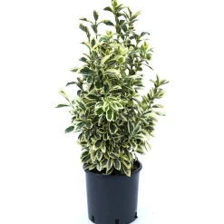 Euonymus japonicus "Bravo" cespuglio h cm 40