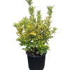 Evonimo elegantissimo Aureo 50 cm