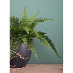 Felce boston 39 cm