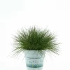 Festuca Ami Green vaso Ø 10,5 cm