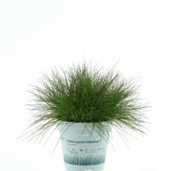 Festuca Ami Green vaso Ø 10,5 cm