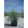 Festuca glauca