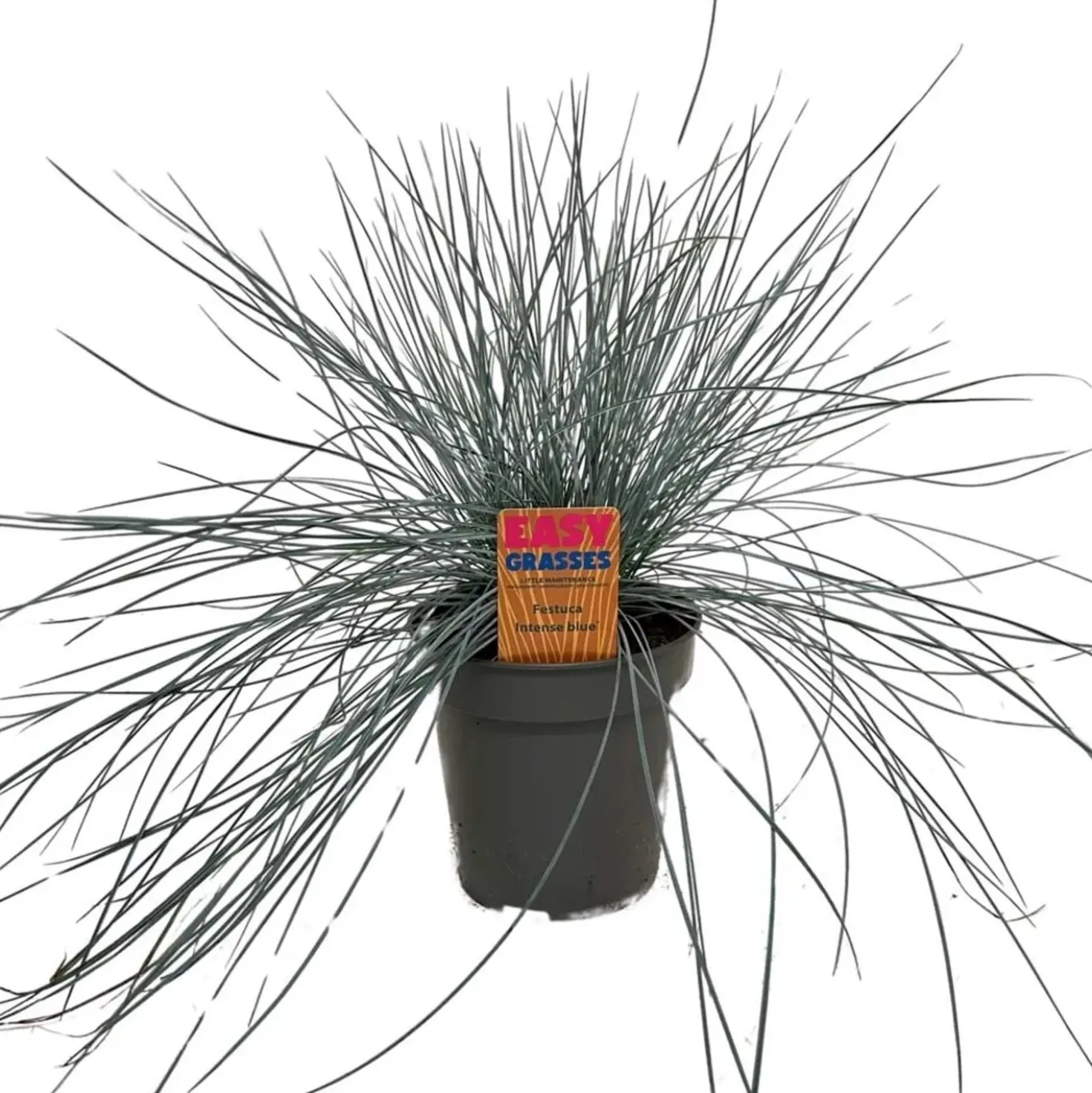 Festuca Glauca Intense Blue vaso 13 cm