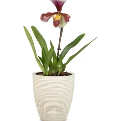 Fioriera Scheurich 667 Ø 13 cm vainilla