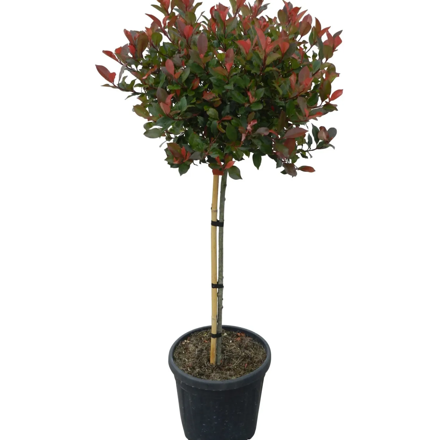 Fotinia "Little Red Robin" Altezza ca. 110 cm Vaso ca. 18 l Photinia
