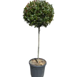 Fotinia "Little Red Robin" Altezza ca. 120 cm Vaso ca. 30 l Photinia