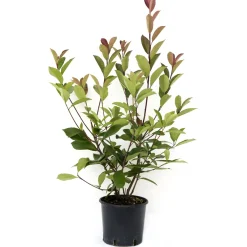 Fotinia serrulata "Red Robin" 80/100 cm