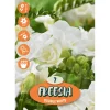 Fresia "Double White"