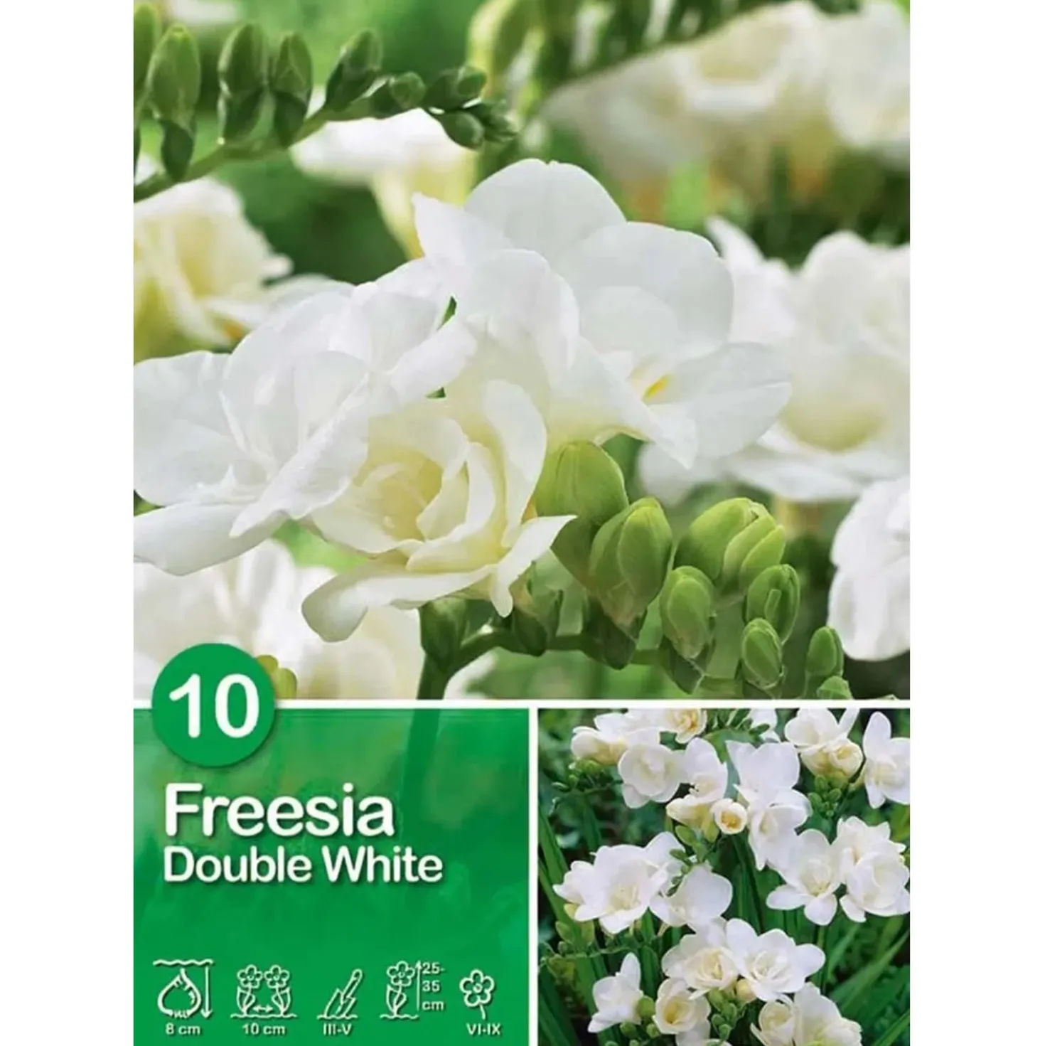 Fresia "Double White"