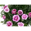 Garofano dei poeti Doublelicious Charmy Dianthus roseo vaso Ø 20 cm