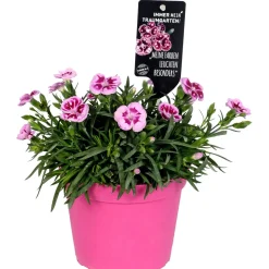 Garofano dei poeti Doublelicious Charmy Dianthus roseo vaso Ø 20 cm