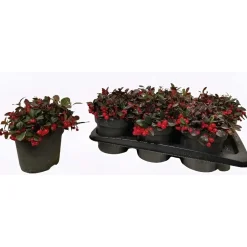 Gaultheria vaso 17 cm
