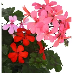 Geranio pensili Dream Garden mix tricolore in vaso Ø 27 cm