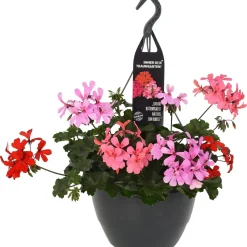 Geranio pensili Dream Garden mix tricolore in vaso Ø 27 cm