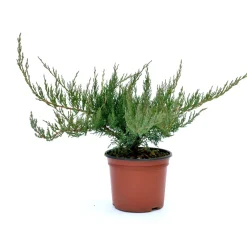Ginepro Rockery mixed