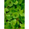 Ginkgo biloba `Mariken`